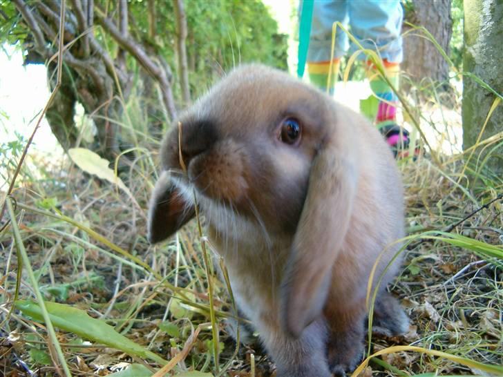 Kanin Stampe R.I.P. - Stampe på opdagelse i haven, inden han lærte at gå uden sele. billede 17