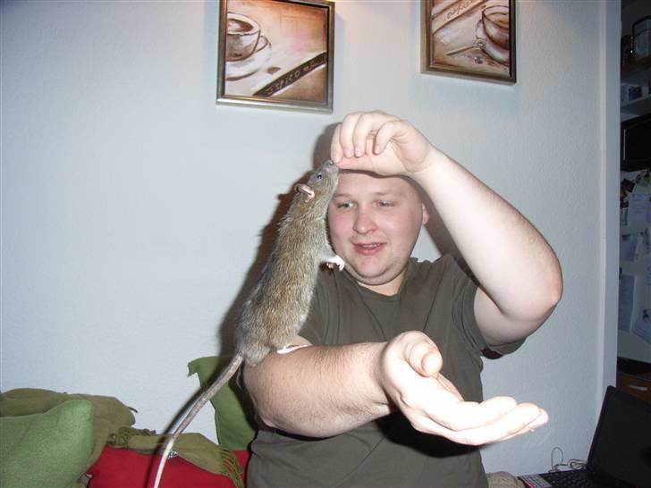 Tamrotte ole billede 6