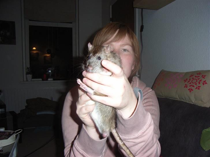 Tamrotte ole billede 7