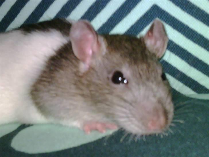 Tamrotte napoleon billede 1