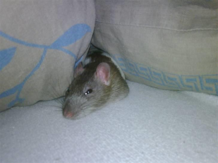 Tamrotte napoleon billede 2