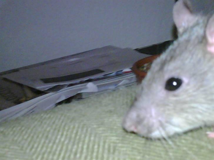 Tamrotte napoleon billede 3