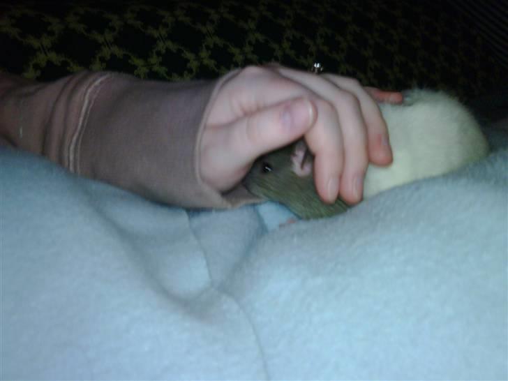 Tamrotte napoleon billede 4