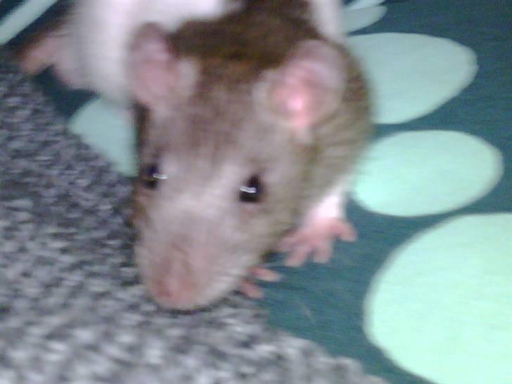 Tamrotte napoleon billede 5