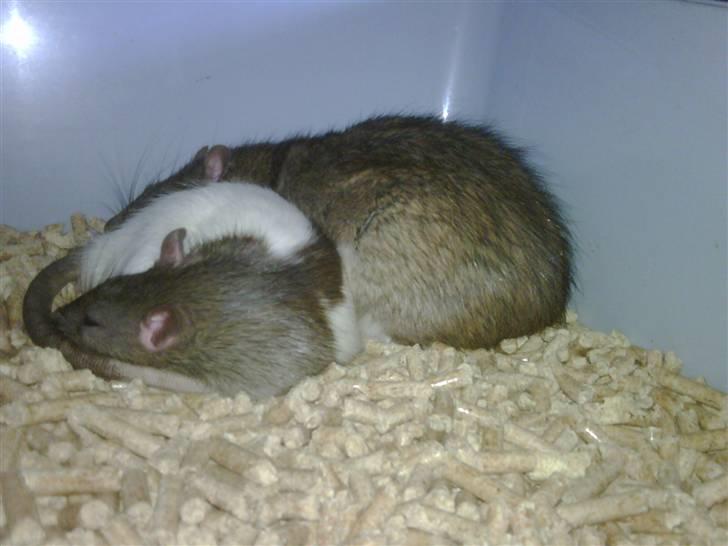 Tamrotte napoleon billede 6