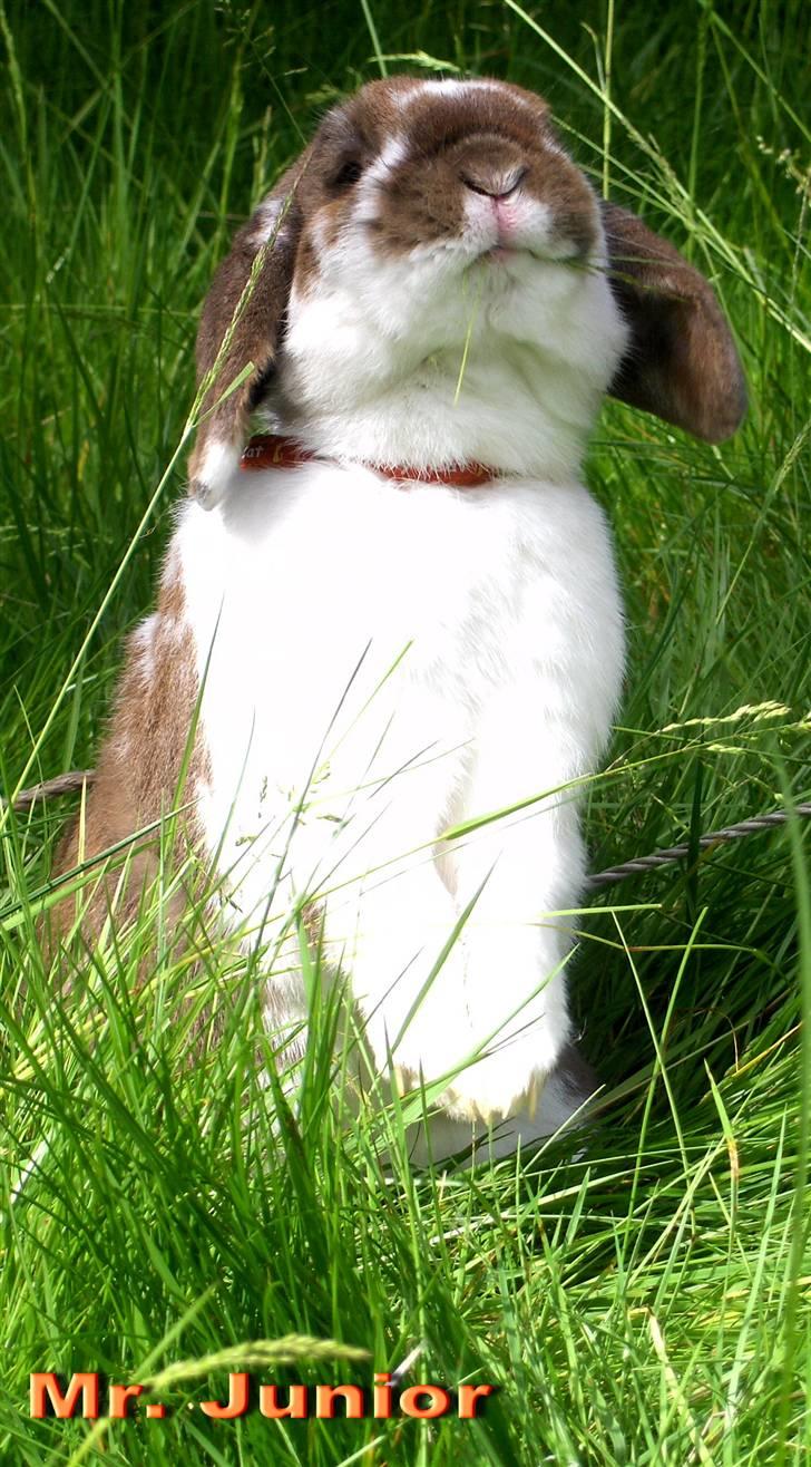 Kanin : Mr. Junior - rip /'; <3 - Velkommen til mr. juniors profil :) håber i vil nyde billederne, smide en kommentar og bedømmelse, og os gerne en udfordring. :) billede 1