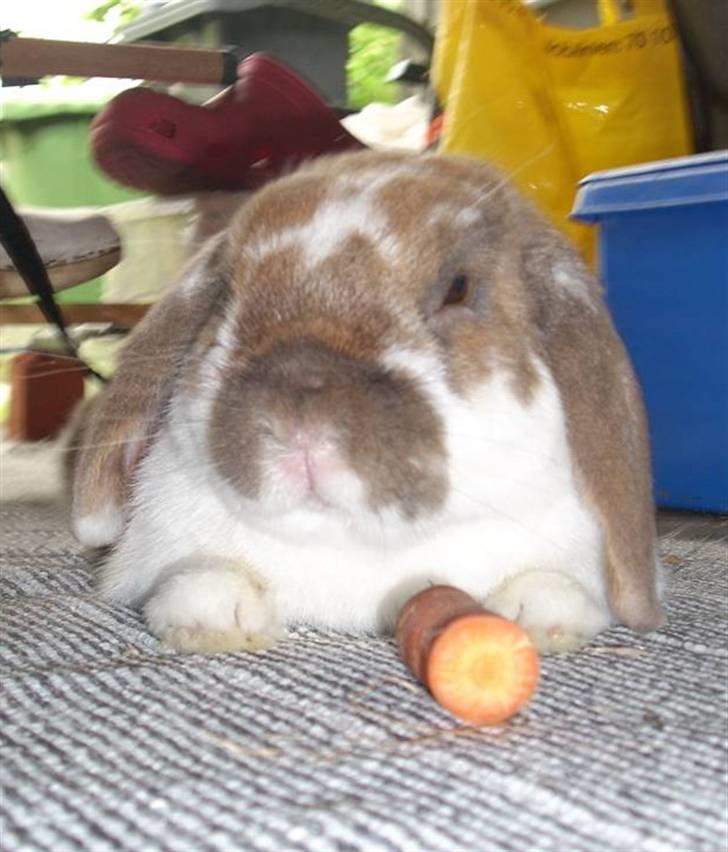 Kanin : Mr. Junior - rip /'; <3 - han bliver træt efter en go omgang hopning :D billede 2