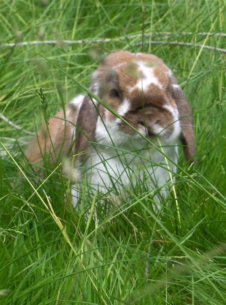 Kanin : Mr. Junior - rip /'; <3 - manne i haven :D billede 3