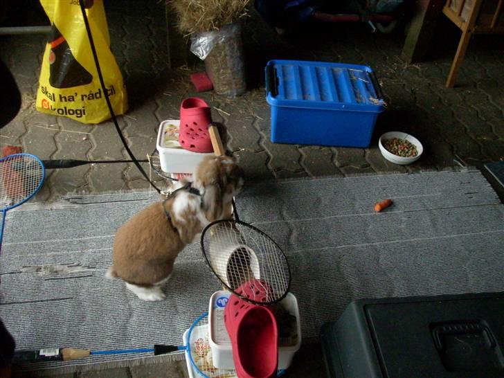 Kanin : Mr. Junior - rip /'; <3 - han er den fødte springer :D billede 4