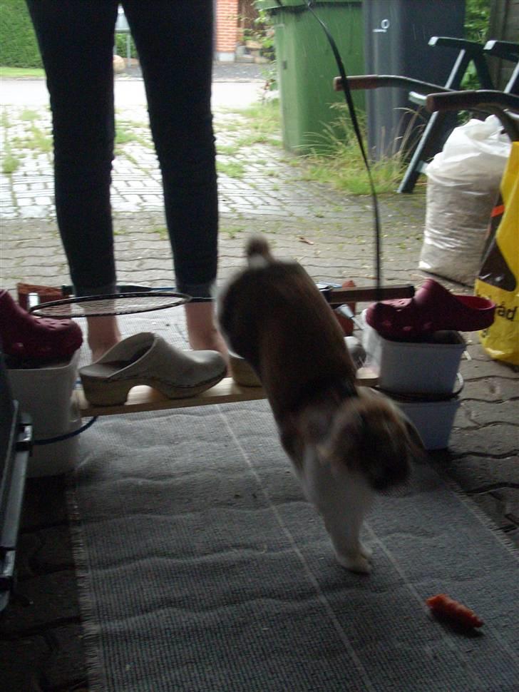 Kanin : Mr. Junior - rip /'; <3 - manne springer ;D billede 5