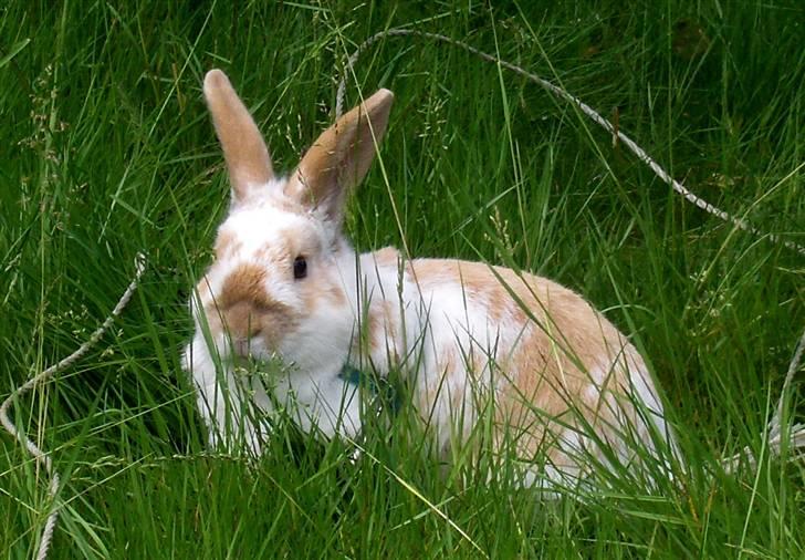 Kanin :  Tinets Pancake(L). - Velkommen til pancakes profil :D jeg håber du vil nyde billederne, lægge en bedømmelse og kommentar, og send os gerne en udf. :)´ billede 1