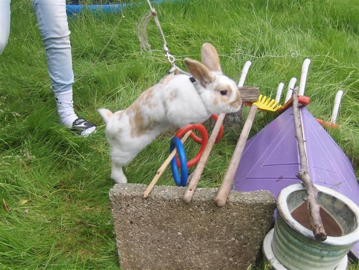 Kanin :  Tinets Pancake(L). - panne er meeeega fotogen :D billede 2