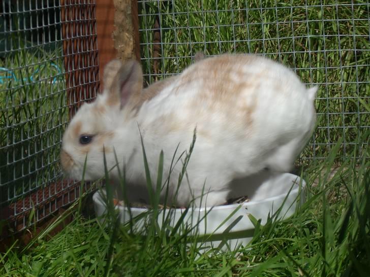 Kanin :  Tinets Pancake(L). - da panne var baby troede han at madskålen var en seng, og man fandt ham i ny og næ oppe i den xD billede 3