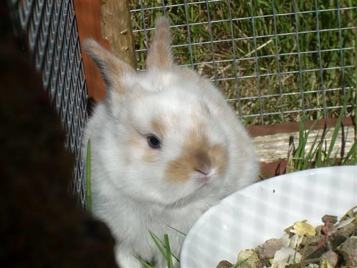 Kanin :  Tinets Pancake(L). - den lille korn fede kanin unge :D <3 billede 4