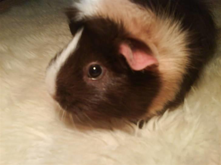 Marsvin Chika - Chika billede 1