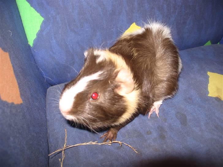 Marsvin Chika billede 2