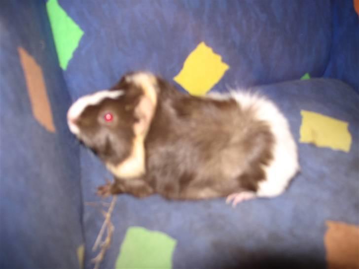 Marsvin Chika billede 3