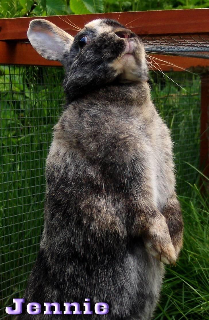 Kanin : Jennie. :'D - Velkommen til jennie pigens profil ;D jeg håber du vil nyde billederne, og lægge en bedømmelse og kommentar :D billede 1