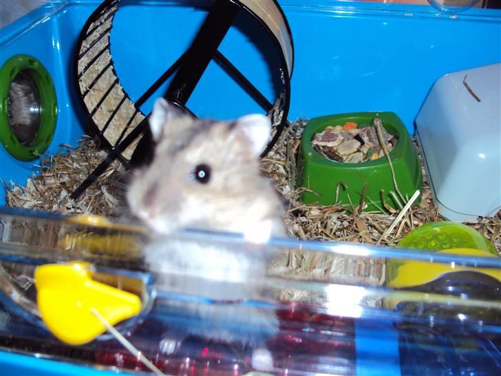 Dværghamster Gudrund. (solgt) - som unge :)  billede 1