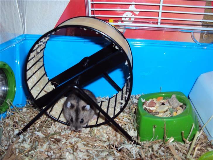 Dværghamster Gudrund. (solgt) - Hendes elskede løbehjul :D  billede 2
