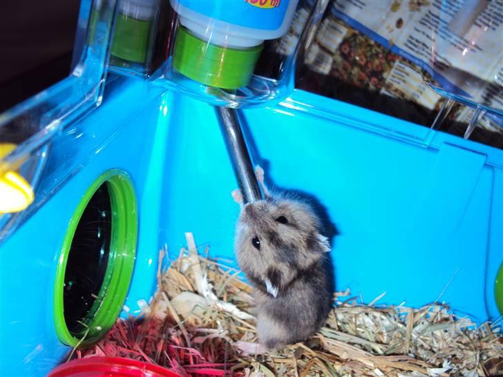 Dværghamster Gudrund. (solgt) billede 3