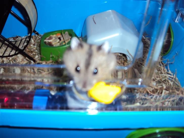 Dværghamster Gudrund. (solgt) billede 4