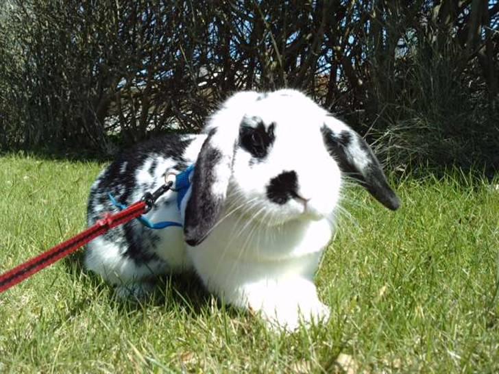 Kanin |DV| Aras´ Kasmira - Smukke Plet-Tud jeg elsker dig billede 19