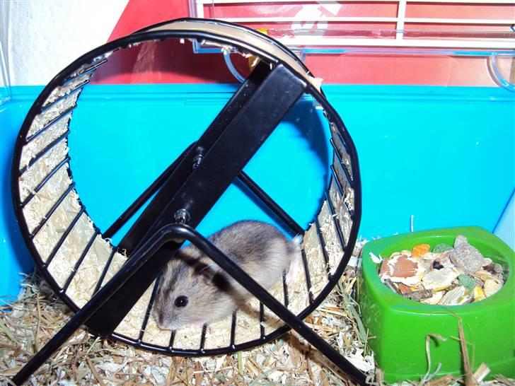 Dværghamster Gudrund. (solgt) billede 6