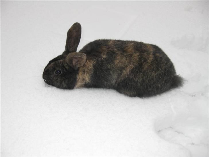 Kanin Dværgvædder Pelle billede 8