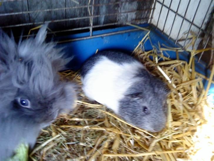 Marsvin pjuske - velkommen til min profil!! (søde pjuske med et silver hoved i siden hihi)<3 billede 1