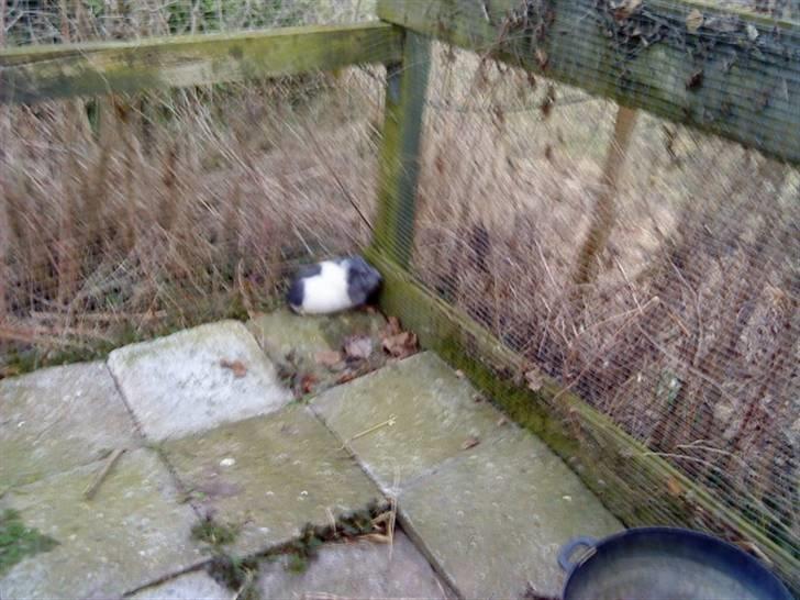 Marsvin pjuske - pjuske i løbegården<3 billede 2