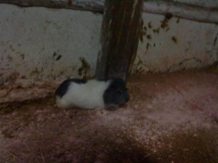 Marsvin pjuske - pjuske i lucys box hans bur bliver ordnet<3 billede 3