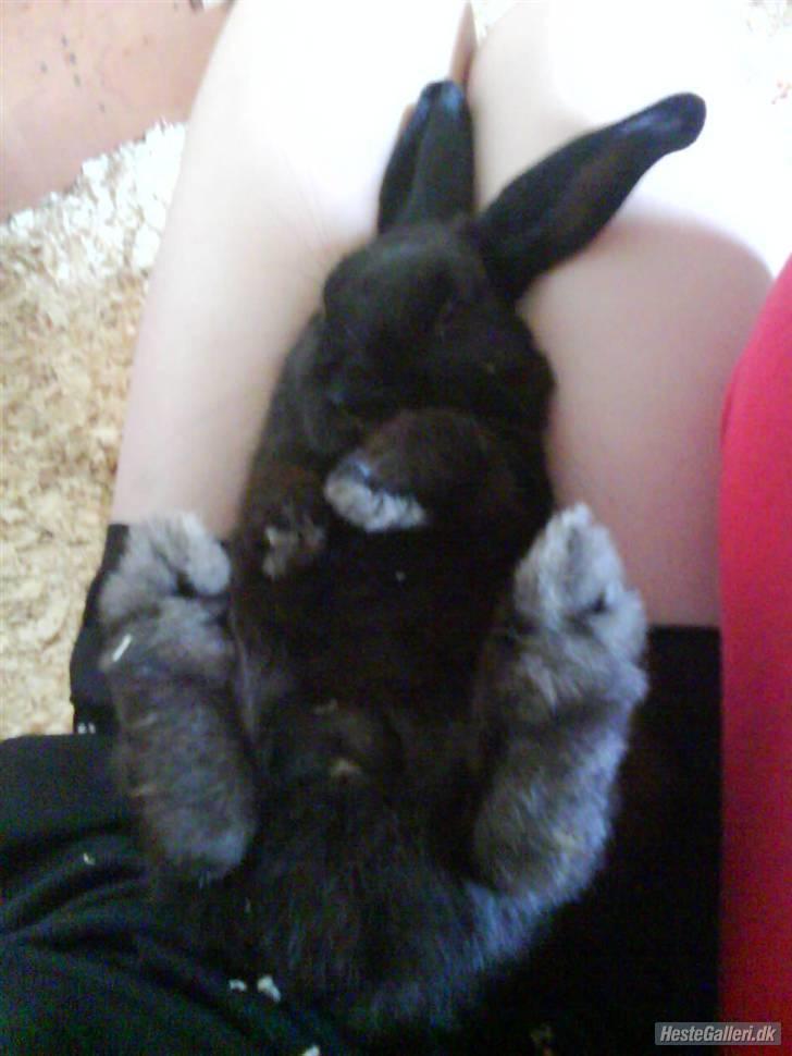 Kanin Pearl billede 7