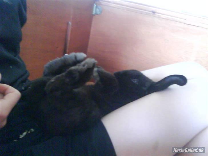 Kanin Pearl billede 8