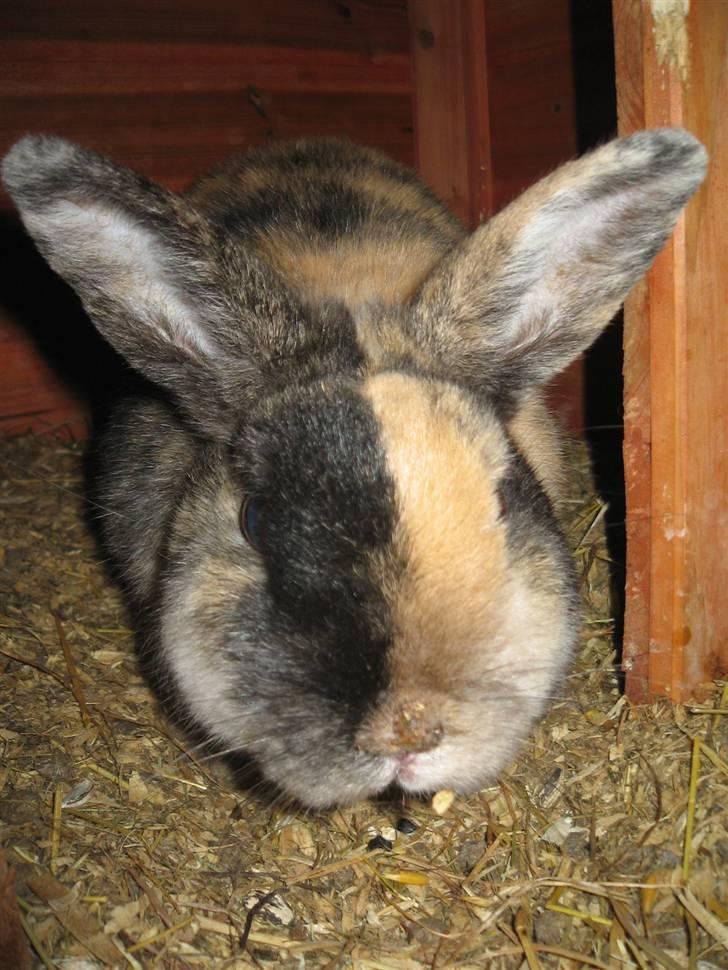 Kanin Stella billede 8