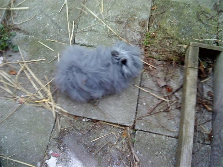 Kanin silver R.I.P. - søde silver i løbegården<3 billede 2