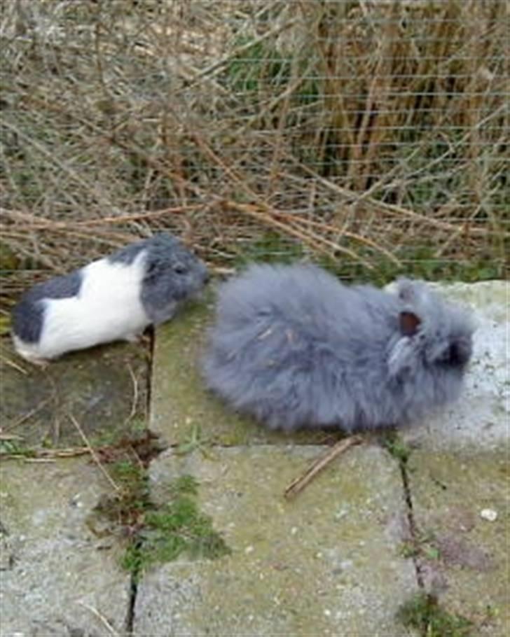 Kanin silver R.I.P. - silver og pjuske i løbegåden;D billede 3