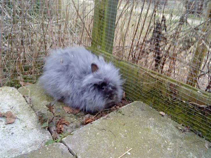 Kanin silver R.I.P. - søde silver i løbegården selv<3 billede 4