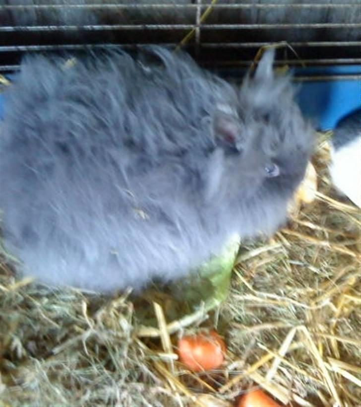 Kanin silver R.I.P. -  silver i buret billede 6