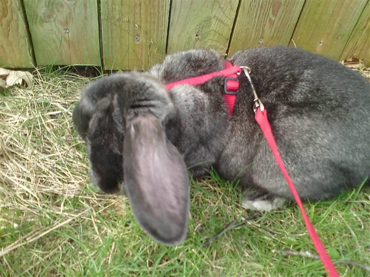 Kanin Whisper Gray billede 5