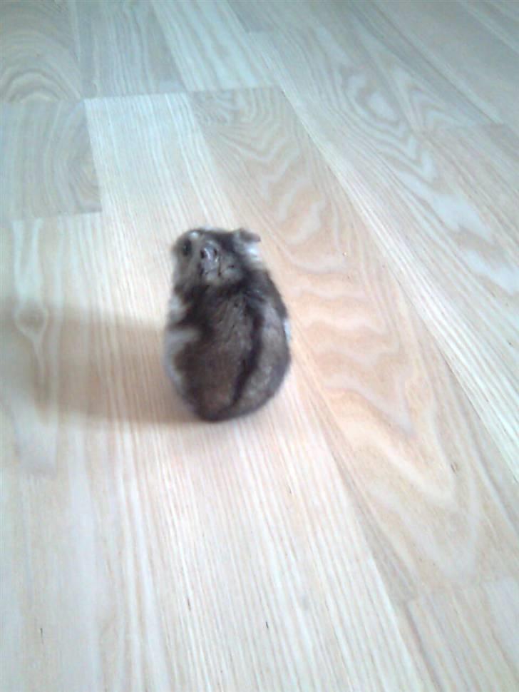 Dværghamster Tot<3 - Tot orienterer sig xD billede 2