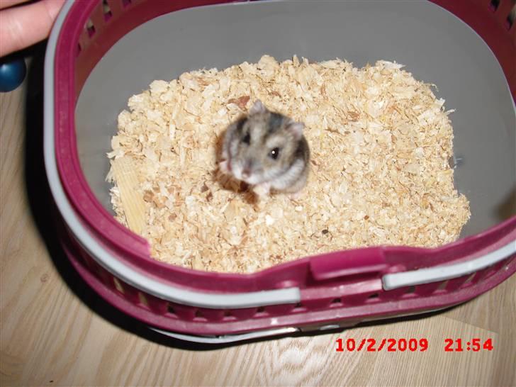 Dværghamster Tot<3 - "Nu vil jeg altså gerne snart over i mit bur igen, TAK!!! (: billede 3