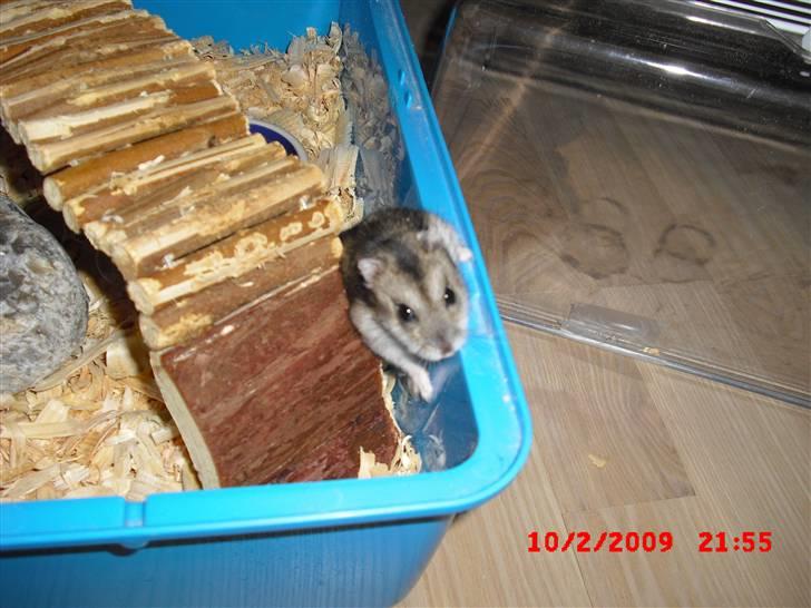 Dværghamster Tot<3 - "Oh fuck!!! Jeg sidder fast!! Dårligt planlagt, dårligt planlagt...! billede 4