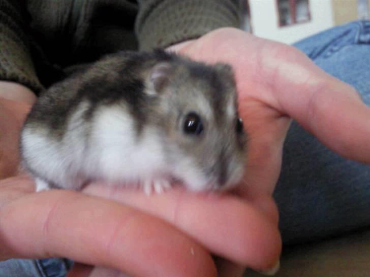 Dværghamster Tot<3 - Haha hun ser lidt storsnudet ud hihi ;D billede 5