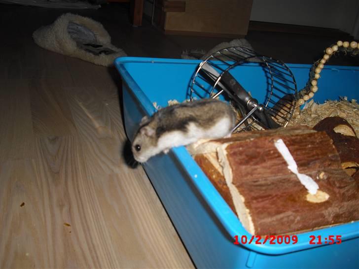 Dværghamster Tot<3 - "See you later alligator" Tots tanker: Oh store vide verden her kommer jeg!!!! billede 6