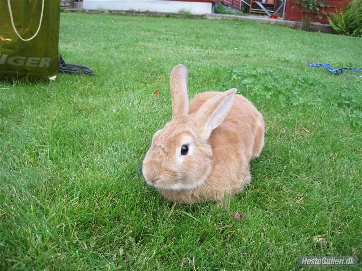 Kanin plys - hej billede 11