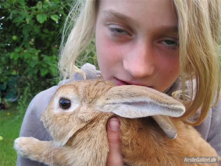 Kanin plys - hej´¨ billede 12