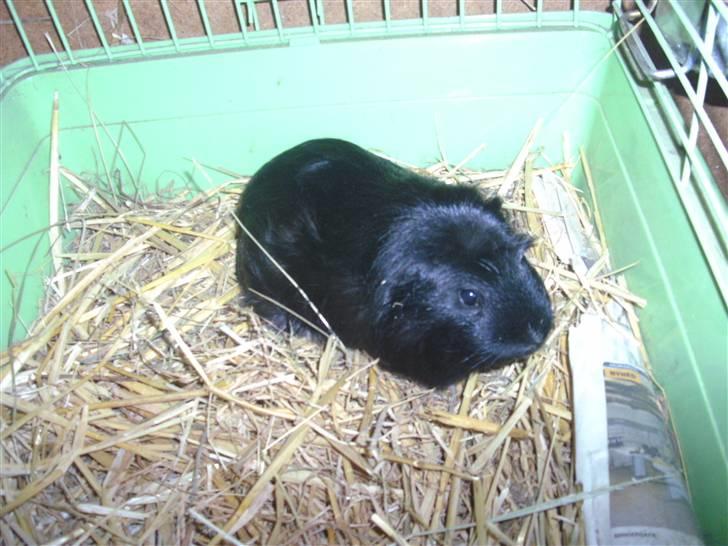 Marsvin Sille - (8) billede 8