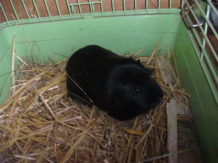 Marsvin Sille - (9) billede 9