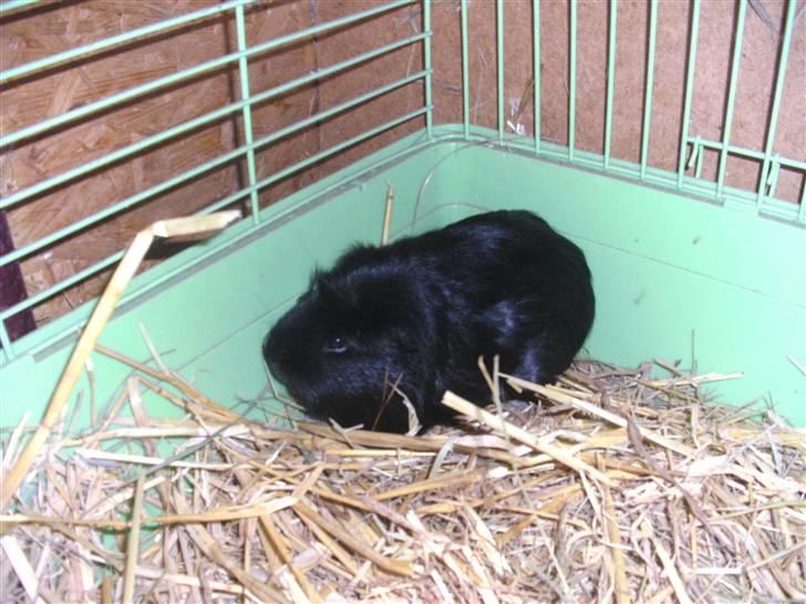 Marsvin Sille - (10) billede 10